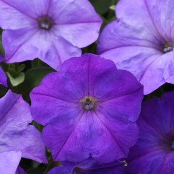 Petunia Easy Wave® Lavender Sky Blue - 4 1/3" pot