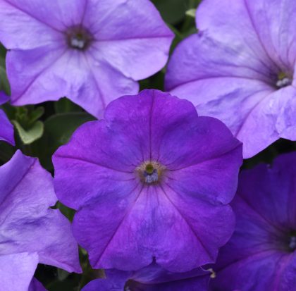 product-113113-1759499455-PTSEAS548-43WP