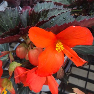 Begonia I'Conia Upright Fire - 6" Pot