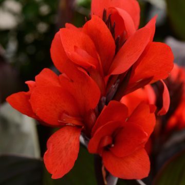 Canna Cannova® Bronze Leaf Scarlet - 6" pot