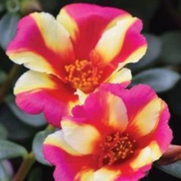 Portulaca Colorblast Watermelon Punch - 4 1/3" pot
