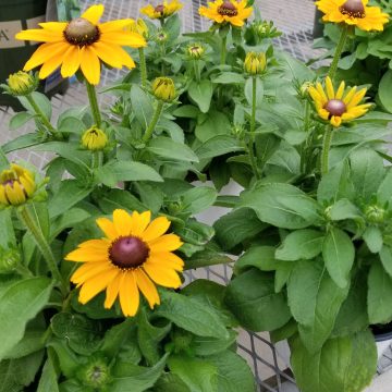 Rudbeckia Toto® Gold, Black-Eyed Susan - 4 1/3"