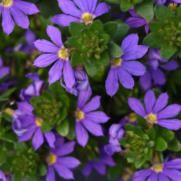 Scaevola Blue Brilliance, Fan Flower - 4 1/3" pot