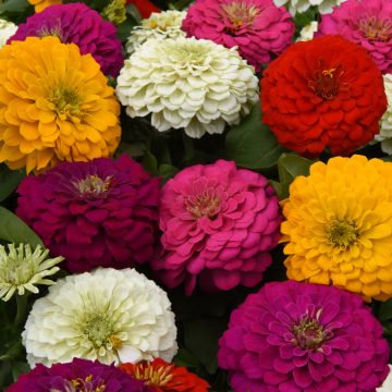Zinnia Zesty™ Mixture - 4 1/3" pot