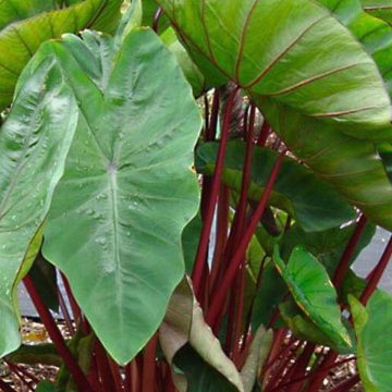 Colocasia Royal Hawaiian® 'Hawaiian Punch' - 6"