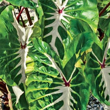 Colocasia Royal Hawaiian® White Lava - 6"