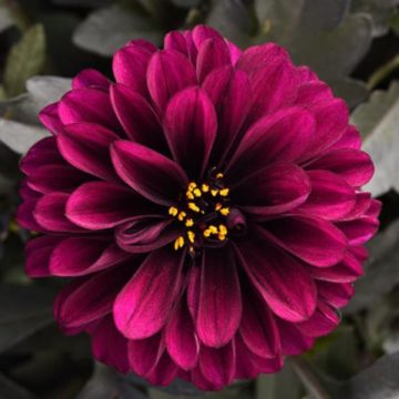 Dahlia City Lights™ Purple - 6" pot