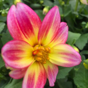 Dahlia Dalaya™ Pink + Lemon - 6" pot