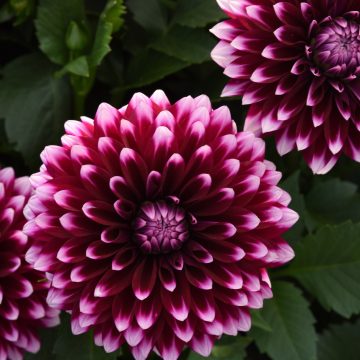 Dahlia Dalaya™ Purple+White - 6" pot