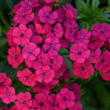 Dianthus Jolt™ Cherry - 6" pot