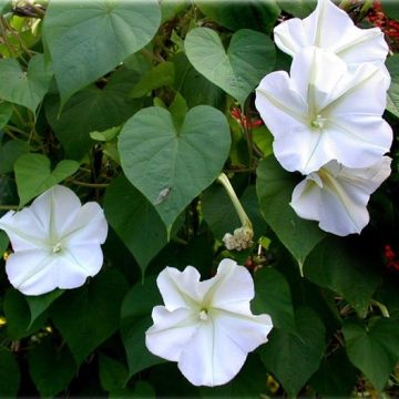 Ipomoea Alba Moonflower Vine- 6" pot