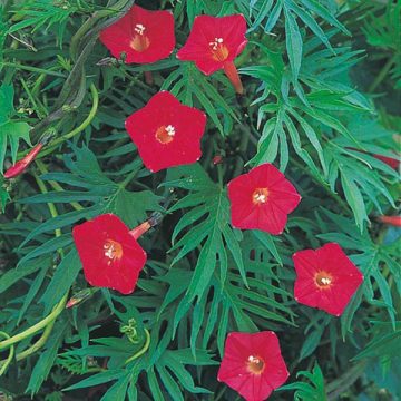 Ipomoea Vine Cardinal Climber- 6" pot