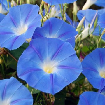 Morning Glory Vine 'Heavenly Blue' - 6" pot