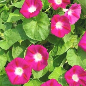 Morning Glory Vine Scarlet O'Hara - 6"