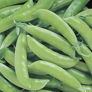 Pea Super Sugar Snap - 6" pot