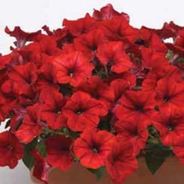 Petunia Easy Wave® Red - 6"