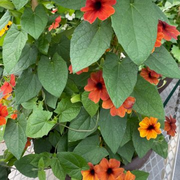 Thunbergia Vine TowerPower™ Red - 6" pot