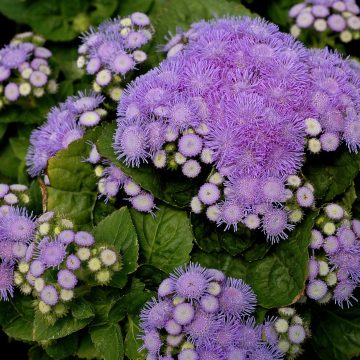 Ageratum Aloha Blue