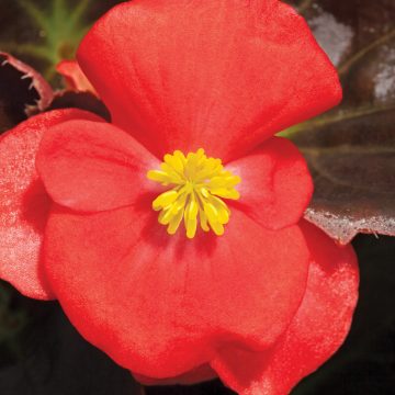 Begonia Bada Boom® Scarlet - 4 pak