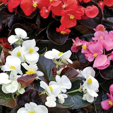 Begonia Bada Boom® Mix - 4 pak