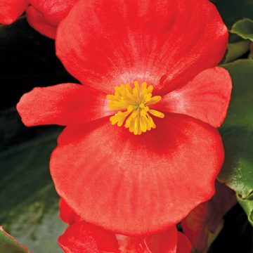 Begonia Bada Bing® Scarlet - 4 pak