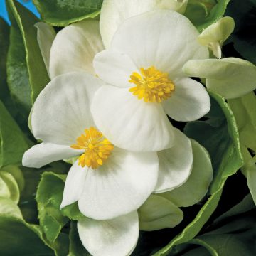 Begonia Bada Bing® White - 4 pak