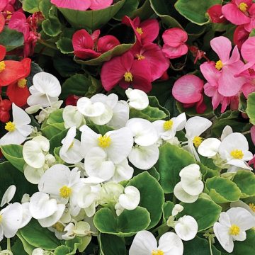 Begonia Bada Bing® Mix - 4 pak