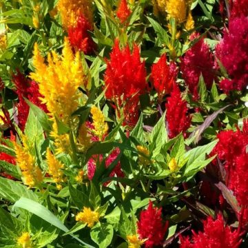 Celosia Century Mix - 4 pak