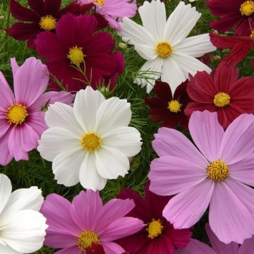 Cosmos Bipinnatus Sonata Mixed - 4 pak