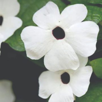 Thunbergia TowerPower White- 6"