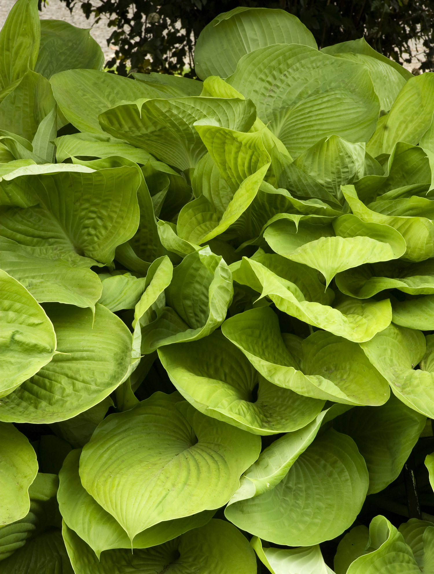 product-1134-1759491493-MO083975