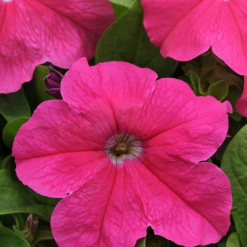 Petunia Pretty Grand™ Deep Pink - 4 pak