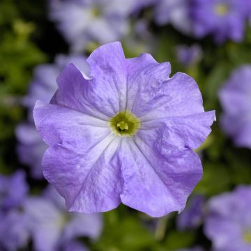 Petunia Tritunia™ Sky Blue - 4 pak