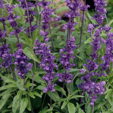 Salvia Evolution® Violet - 4 pak