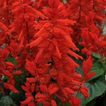 Salvia Lighthouse Red - 4 pak