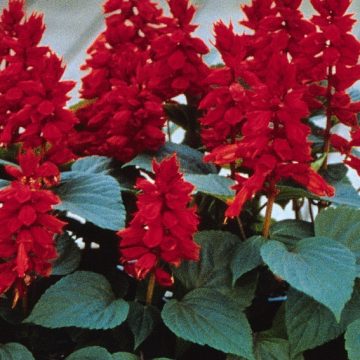 Salvia Vista™ Red - 4 pak