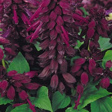 Salvia Vista™ Purple - 4 pak
