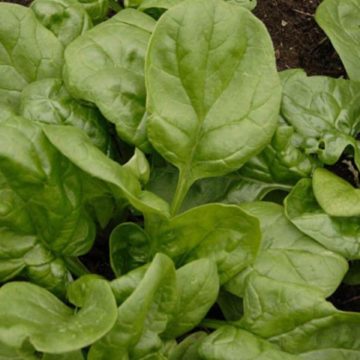 Spinach Olympia Bloomsdale - 4 pak