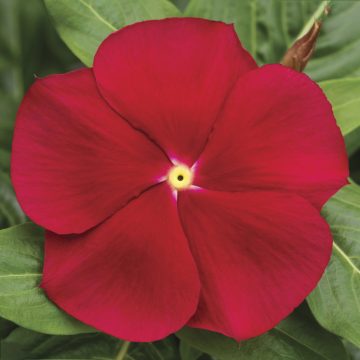 Vinca Cora® Red - 4 pak