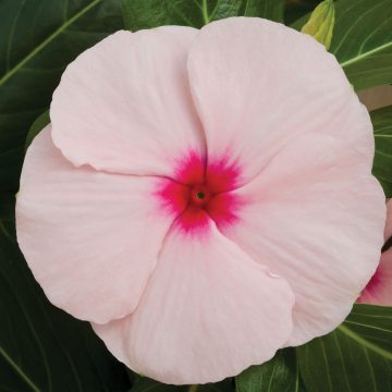 Vinca Cora® XDR Apricot - 4 pak