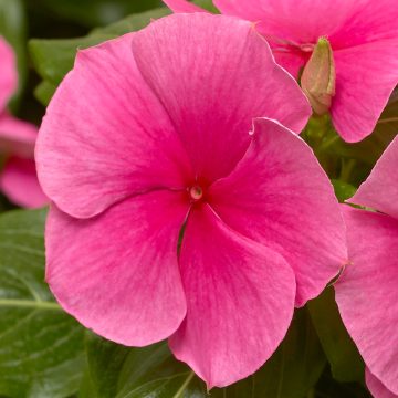 Vinca Cora® XDR Deep Strawberry - 4 pak