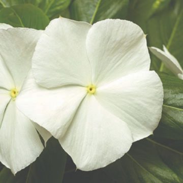 Vinca Cora® XDR White - 4 pak