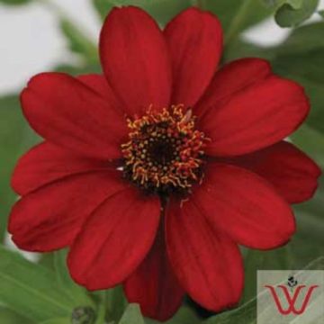 Zinnia Profusion Red - 4 pak