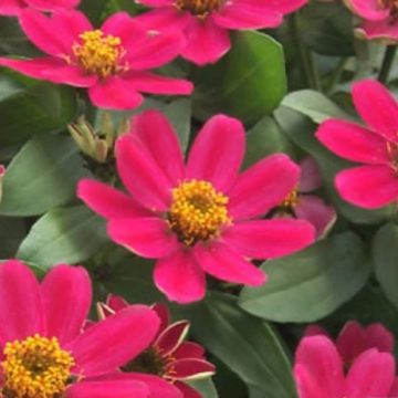 Zinnia Profusion Cherry - 4 pak