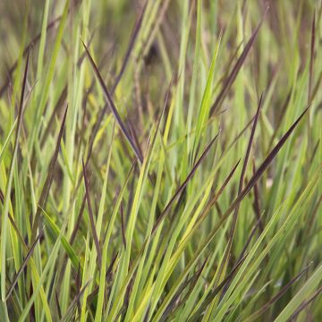 SCHIZACHYRIUM 'BLUE HEAVEN', SIZE #1