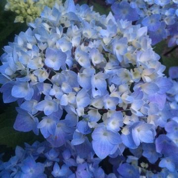 BLUE ENCHANTRESS® HYDRANGEA, SIZE #2