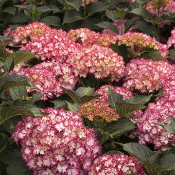 SEASIDE SERENADE® FIRE ISLAND HYDRANGEA, SIZE #2