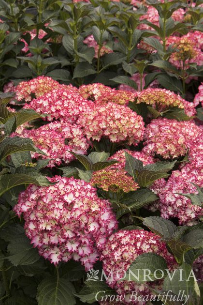 product-1147-1759492239-MO096622