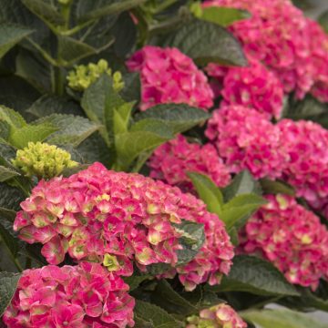 SEASIDE SERENADE® MARTHAS VINEYARD HYDRANGEA #2