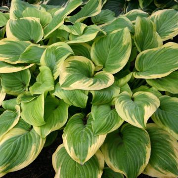Hosta 'Fragrant Bouquet', SIZE #1